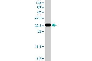 Western Blot detection against Immunogen (35. (RUNX3 antibody  (AA 194-279))