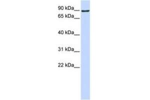 Image no. 1 for anti-ATM Interactor (ATMIN) (AA 576-625) antibody (ABIN6742283) (ATM Interactor antibody  (AA 576-625))