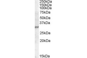 Western Blotting (WB) image for anti-Peptidoglycan Recognition Protein 1 (PGLYRP1) (C-Term) antibody (ABIN2466730) (PGLYRP1 antibody  (C-Term))
