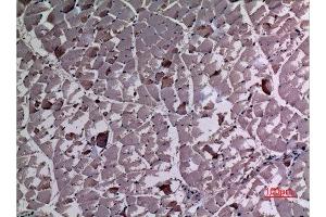Immunohistochemistry (IHC) analysis of paraffin-embedded Rat Muscle, antibody was diluted at 1:100. (UBE4A antibody  (N-Term))