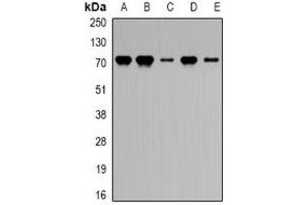 PRDM5 antibody
