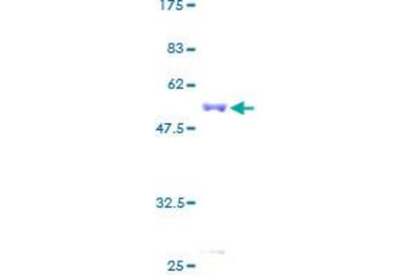 Endothelin 3 Protein (EDN3) (AA 1-238) (GST tag)