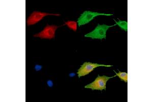 ABIN7096023 and ABIN7100085 staining  cells by IF/ICC. (MAPK1IP1L antibody)