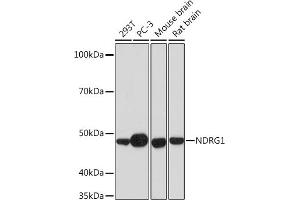 Western blot analysis of extracts of various cell lines, using NDRG1 Rabbit mAb (ABIN7268783) at 1:1000 dilution. (NDRG1 antibody)