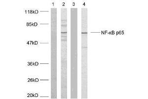 Western blot analysis of extracts using NF-κB p65 (Ab-468) antibody (E021013). (NF-kB p65 antibody)