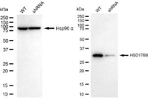 anti-Hydroxysteroid (17-Beta) Dehydrogenase 8 (HSD17B8) antibody