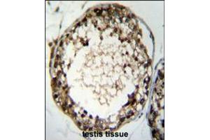 TSSK4 Antibody immunohistochemistry analysis in formalin fixed and paraffin embedded human testis tissue followed by peroxidase conjugation of the secondary antibody and DAB staining. (TSSK4 antibody  (C-Term))