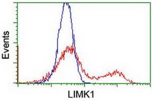 Image no. 3 for anti-LIM Domain Kinase 1 (LIMK1) antibody (ABIN1499145) (LIM Domain Kinase 1 antibody)