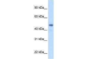 FGG antibody used at 2. (FGG antibody  (Middle Region))