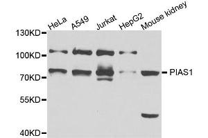 Western blot analysis of extract of various cells, using PIAS1 antibody. (PIAS1 antibody)