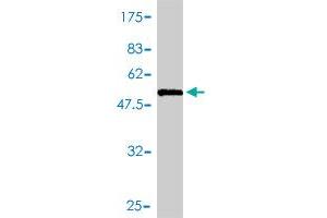 Western Blot detection against Immunogen (58. (Ketohexokinase antibody  (AA 1-298))