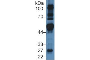 Western Blot; Sample: Mouse Heart lysate; Primary Ab: 3µg/ml Rabbit Anti-Human FRS2 Antibody Second Ab: 0.