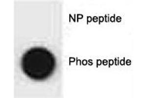 Dot blot analysis of phospho-p62 antibody. (SQSTM1 antibody  (pSer207))