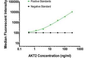Luminex Assay (LMNX) image for anti-V-Akt Murine Thymoma Viral Oncogene Homolog 2 (AKT2) antibody (ABIN2715856)