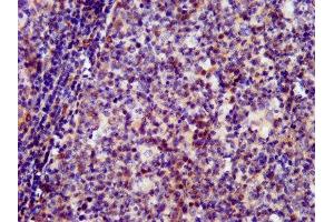 IHC image of ABIN7162487 diluted at 1:400 and staining in paraffin-embedded human tonsil tissue performed on a Leica BondTM system. (SIN3B antibody  (AA 705-769))