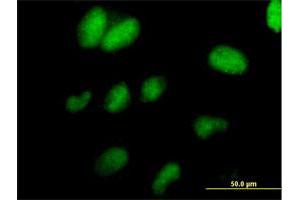 Immunofluorescence of purified MaxPab antibody to TCEAL1 on HeLa cell. (TCEAL1 antibody  (AA 1-159))