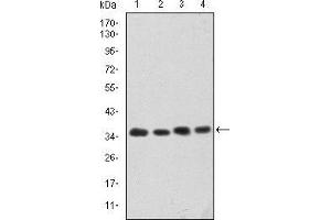 Western blot analysis using CDK5 mouse mAb against Hela (1), K562 (2), PC-12 (3) and Cos7 (4) cell lysate. (CDK5 antibody)