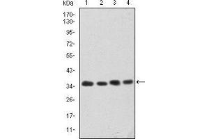 CDK5 antibody