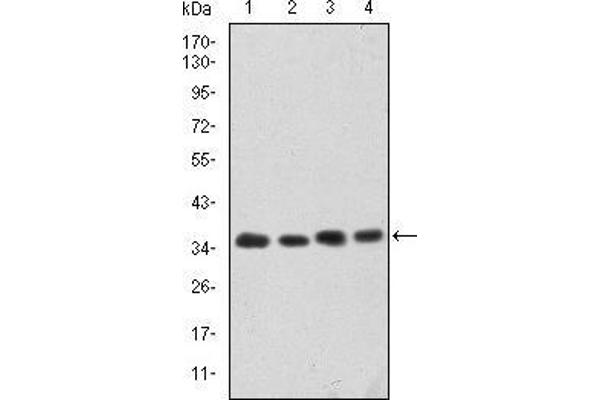 CDK5 antibody