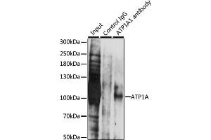 Immunoprecipitation analysis of 200 μg extracts of LO2 cells, using 3 μg  antibody (ABIN1512611, ABIN3021021, ABIN3021022, ABIN1513797 and ABIN6213916). (ATP1A (AA 551-850) antibody)