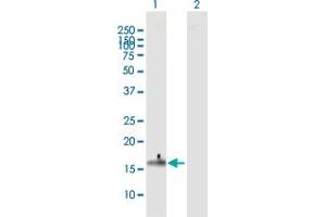 Western Blot analysis of CLDN4 expression in transfected 293T cell line by CLDN4 MaxPab polyclonal antibody. (Claudin 4 antibody  (AA 1-209))