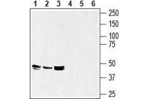 Western blot analysis of rat spleen (lanes 1 and 4), mouse spleen (lanes 2 and 5) and mouse brain (lanes 3 and 6) lysates: - 1-3. (Septin 7 antibody  (Intracellular))