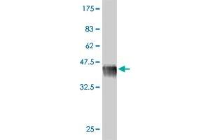 Western Blot detection against Immunogen (38. (MYBL1 antibody  (AA 625-734))