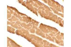 anti-DDA (C-Term) antibody