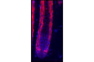 Immunofluorescence Microscopy of Rabbit Anti-RFP antibody. (RFP antibody)