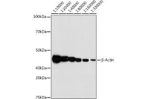Western blot analysis of extracts of HeLa cells, using β-Actin antibody (ABIN7265395) at 1:10000-1:320000 dilution. (beta Actin antibody)