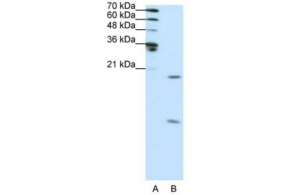 SNRPF antibody  (N-Term)