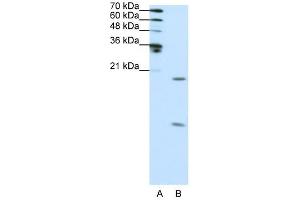 SNRPF antibody used at 0.