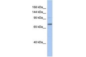 Image no. 1 for anti-Zinc Finger with KRAB and SCAN Domains 5 (ZKSCAN5) (AA 215-264) antibody (ABIN6742285) (ZKSCAN5 antibody  (AA 215-264))