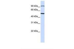 Image no. 1 for anti-STAM Binding Protein (STAMBP) (N-Term) antibody (ABIN6738846) (STAMBP antibody  (N-Term))