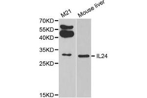 Western Blotting (WB) image for anti-Interleukin 24 (IL24) antibody (ABIN1875418) (IL-24 antibody)