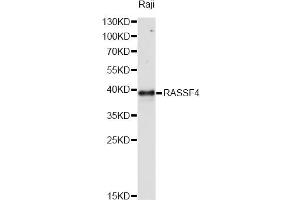 Western blot analysis of extracts of Raji cells, using RASSF4 antibody (ABIN6292746) at 1:1000 dilution. (RASSF4 antibody)