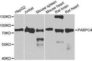 Western blot analysis of extracts of various cell lines, using PABPC4 antibody. (PABPC4 antibody  (AA 350-450))