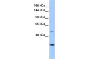 Western Blotting (WB) image for anti-Calmin (CLMN) antibody (ABIN2463609) (CLMN antibody)