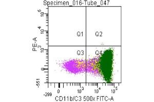 Image no. 1 for anti-CD11b/C3 antibody (ABIN920591) (CD11b/C3 antibody)