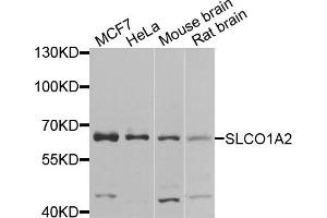 Western blot analysis of extracts of various cells, using SLCO1A2 antibody.