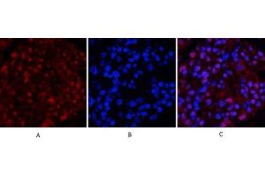 Immunofluorescence analysis of rat kidney tissue. (TUBB antibody  (AA 370-450))