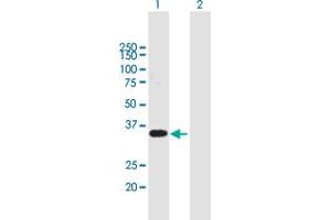 Western Blot analysis of WBP2 expression in transfected 293T cell line by WBP2 MaxPab polyclonal antibody. (WBP2 antibody  (AA 1-261))