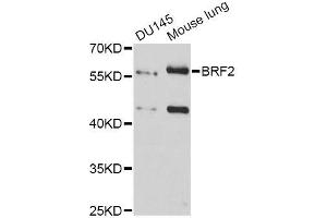Western blot analysis of extracts of various cell lines, using BRF2 antibody (ABIN5996700) at 1:3000 dilution. (BRF2 antibody)