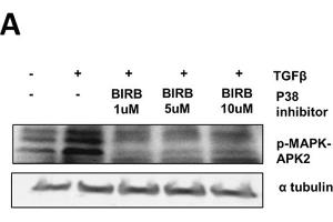 Western Blotting (WB) image for anti-Tubulin, alpha 1B (TUBA1B) (C-Term) antibody (ABIN964563)