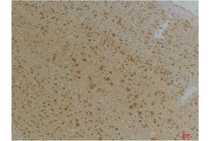 Immunohistochemistry (IHC) analysis of paraffin-embedded Mouse Brain Tissue using Kv1. (KCNA10 antibody)