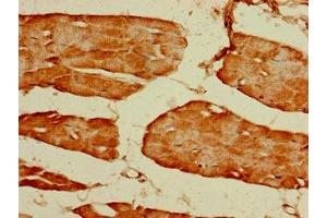 Immunohistochemistry of paraffin-embedded human skeletal muscle tissue using ABIN7153992 at dilution of 1:100 (GRIN2C antibody  (AA 908-1007))