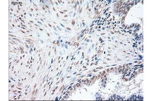 Immunohistochemistry (IHC) image for anti-POU Class 5 Homeobox 1 (POU5F1) antibody (ABIN1500354) (OCT4 antibody)