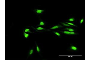 Immunofluorescence of purified MaxPab antibody to H2AFY2 on HeLa cell. (H2AFY2 antibody  (AA 1-372))