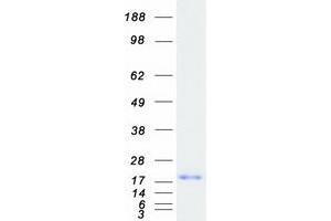 Western Blotting (WB) image for Regenerating Islet-Derived 3 alpha (REG3A) (Transcript Variant 1) protein (Myc-DYKDDDDK Tag) (ABIN2730686)