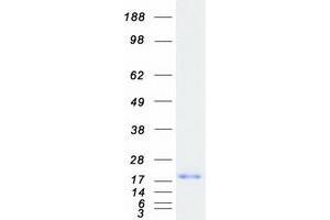 Validation with Western Blot (REG3A Protein (Transcript Variant 1) (Myc-DYKDDDDK Tag))